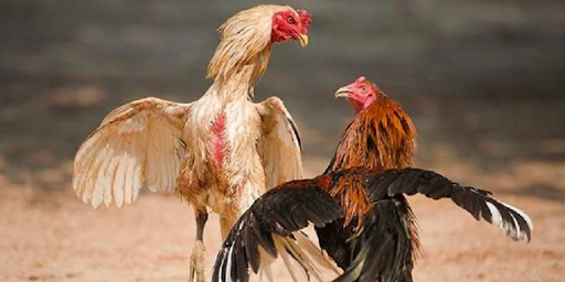 đá gà cựa sắt