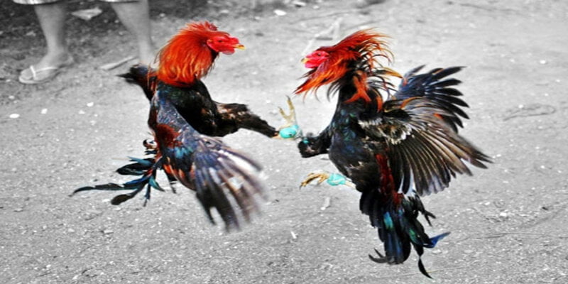Đá gà cựa sắt - loại hình được yêu thích top đầu năm 2024