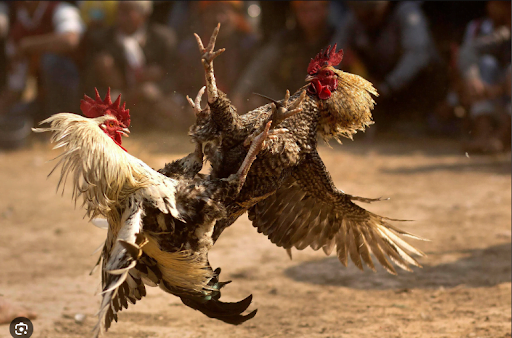 Website xem đá gà tốc độ cao