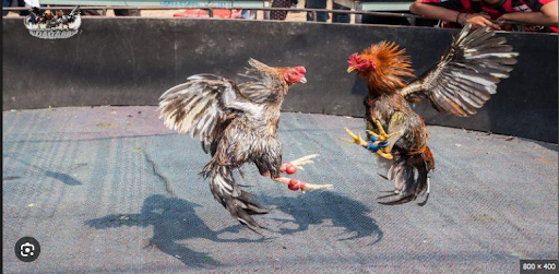 Trận sổ gà trị giá 500 triệu tại đá gà thomo 