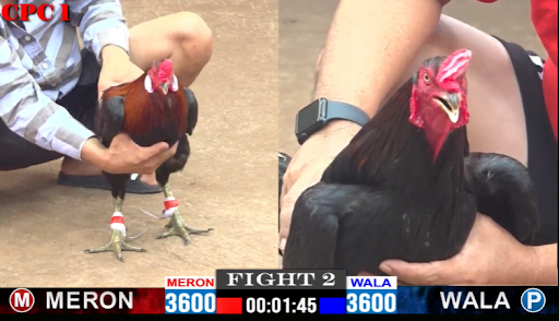 Đá gà cựa dao tại daga8.org