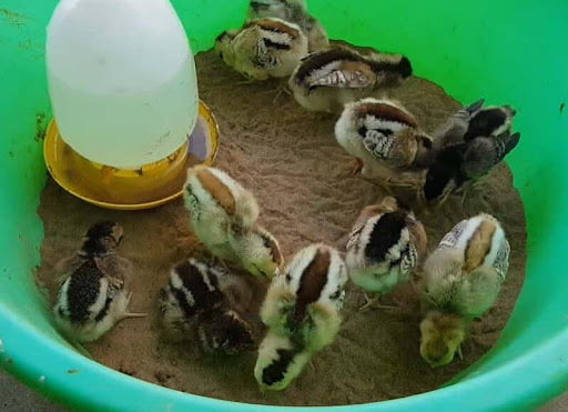Nên chú ý tới chuồng nuôi gà chọi 