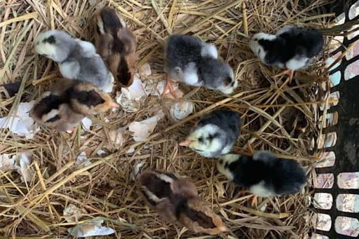 Nên lựa chọn thời điểm xuống ổ thích hợp 