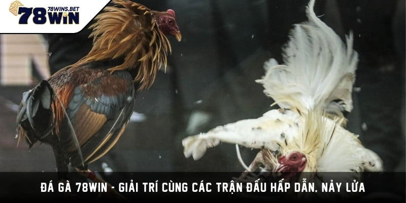 Đá Gà 78WIN - Giải Trí Cùng Các Trận Đấu Hấp Dẫn, Nảy Lửa 1 Đá Gà 78WIN