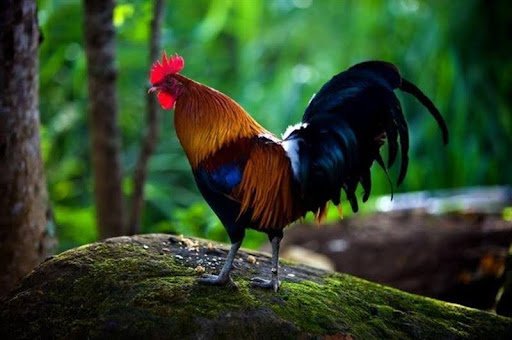Nằm mơ thấy gà rừng chốt số con gì vào bờ nhanh