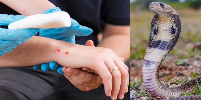 Mơ bị rắn cắn chính bản thân