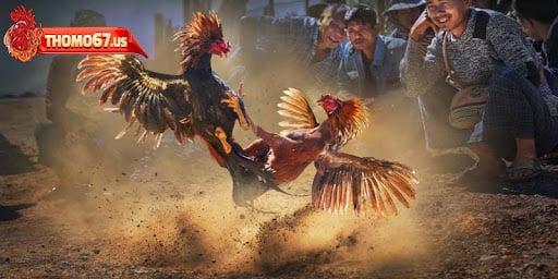 Giới thiệu Thomo67 với những trận đá gà nảy lửa 
