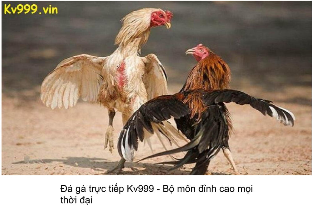 Đá gà trực tiếp Kv999