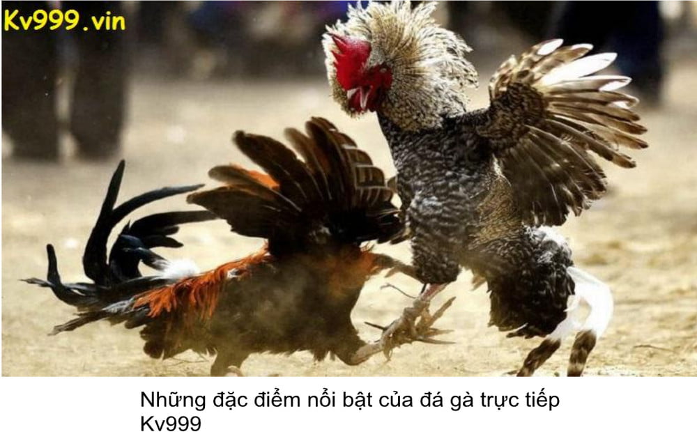 đặc điểm nổi bật