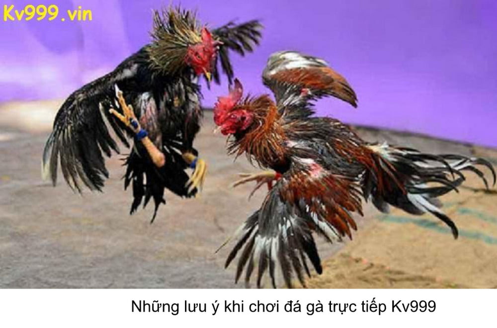 Những lưu ý khi chơi đá gà trực tiếp cùng Kv999