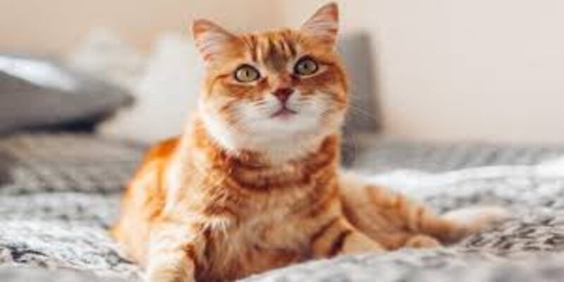 Cách Thực Hiện Việc Mơ Thấy Mèo Đánh Con Gì