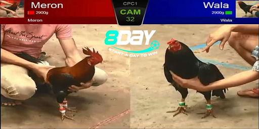 Đánh giá sảnh chơi đá gà 8Day