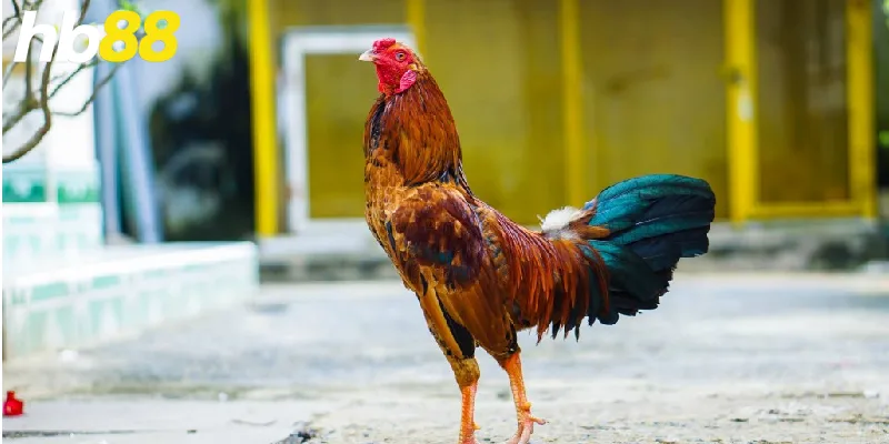 Cách Chăm Sóc Gà Chọi
