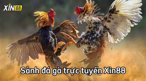 Chi tiết các bước tham gia chơi cá cược tại sảnh đá gà Xin88