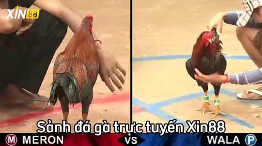 Các loại hình đá gà cực hot tại Xin88