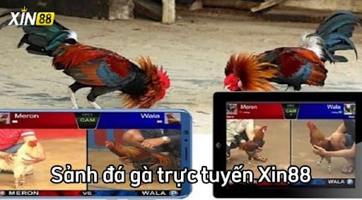 Sảnh cá cược đá gà online tại Xin88 là gì?