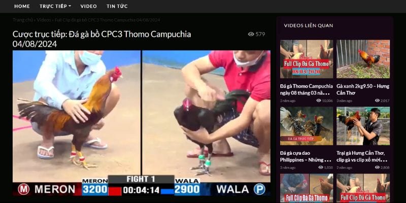 Tham gia cá cược trực tiếp
