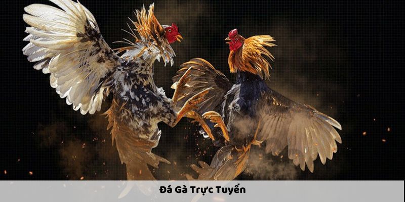 Đá Gà Trực Tuyến