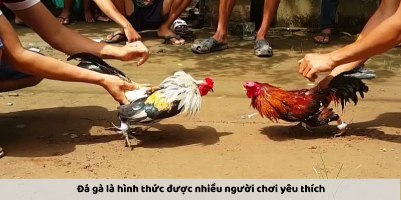 Đá gà là hình thức được nhiều người chơi yêu thích