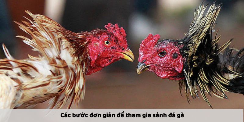 Hướng dẫn đăng ký để cá độ tại sảnh đấu kê