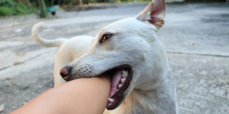 Mơ thấy bị chó cắn