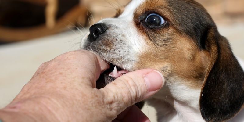 Mơ thấy bị chó cắn và cách vượt qua sự sợ hãi