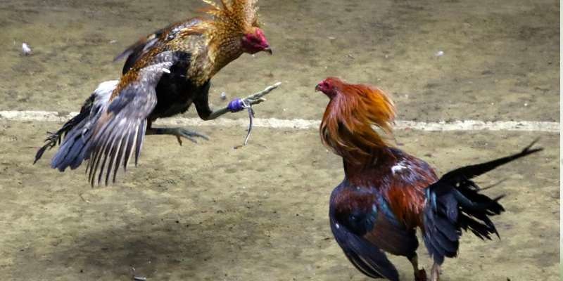 Đá gà trực tuyến tại 8XBet là gì?