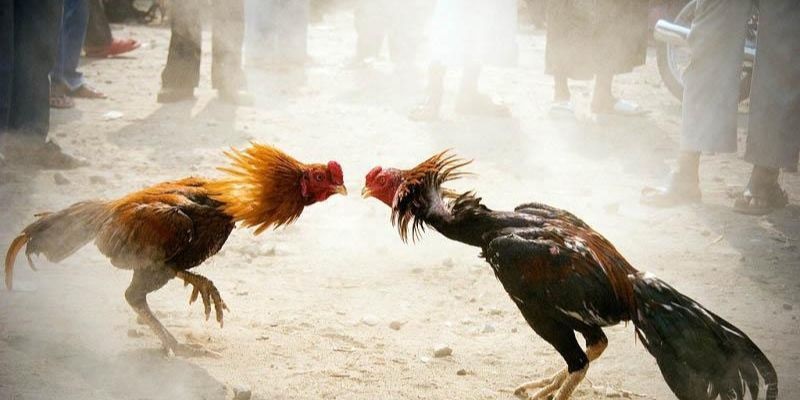Bí quyết tối ưu hóa cơ hội chiến thắng khi chơi đá gà tại 8XBet