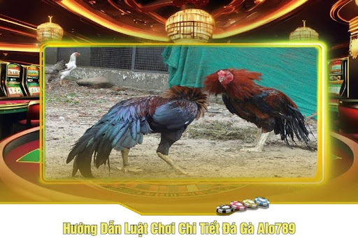 Các Thể Loại Chọi Gà Hấp Dẫn Tại Sảnh Đá Gà Alo789