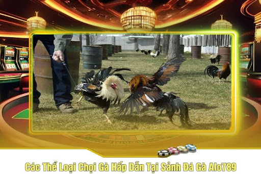 Hướng Dẫn Luật Chơi Chi Tiết Đá Gà Alo789