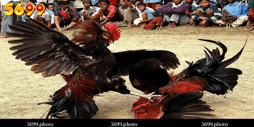 Luật Chơi Đá Gà Campuchia