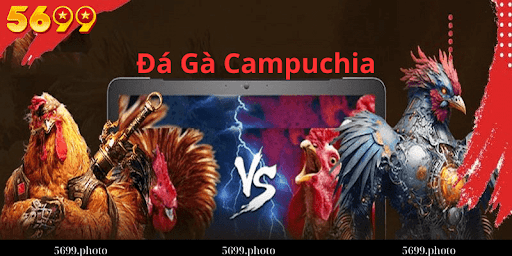 Đá Gà Campuchia 5699