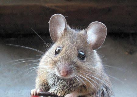 Mơ Thấy Chuột Đẻ Con