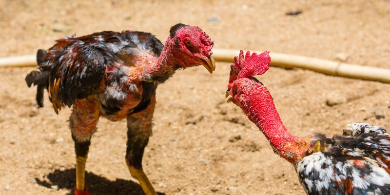 Các Bước Huấn Luyện Gà Cơ Bản