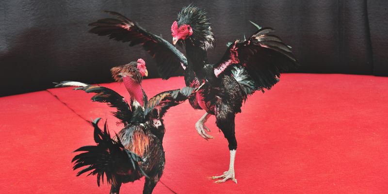 Những Kỹ Thuật Huấn Luyện Gà Chuyên Sâu