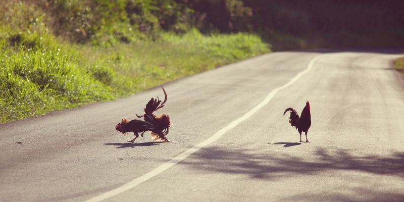 Tìm Hiểu Về Cược Đá Gà