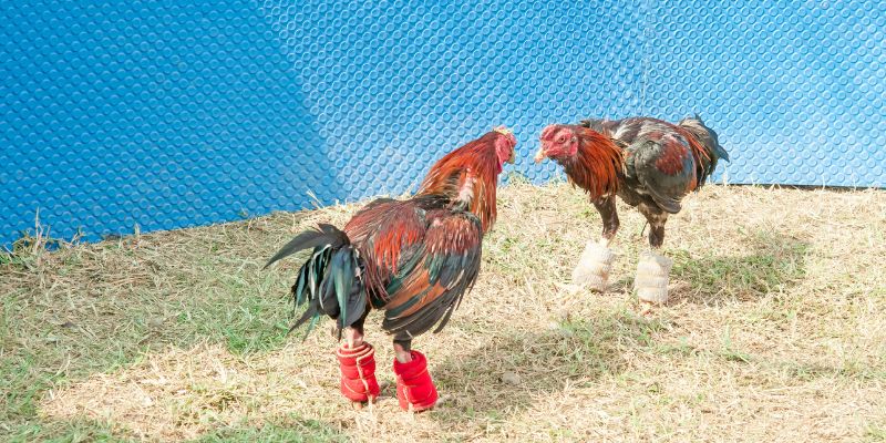 Rủi Ro Trong Cá Cược Đá Gà