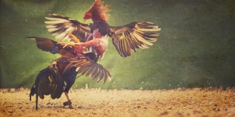 Các chiến kê tham gia đá gà C1 là những cá thể được chọn lọc kỹ càng, qua quá trình nuôi dưỡng và đào tạo chuyên nghiệp