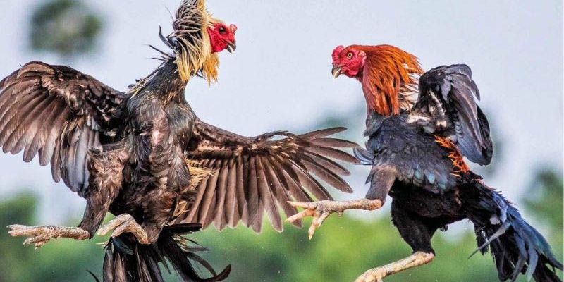 Quy định về kích cỡ và trang bị của các chú gà