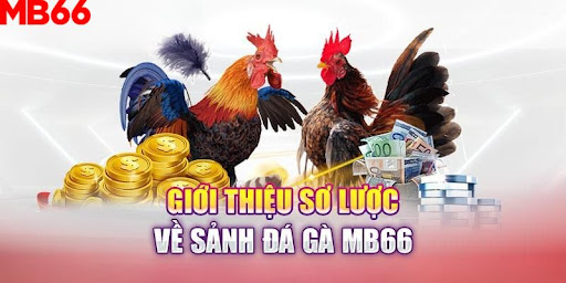 Đá gà tại MB66 có gì khác biệt so với nơi khác?