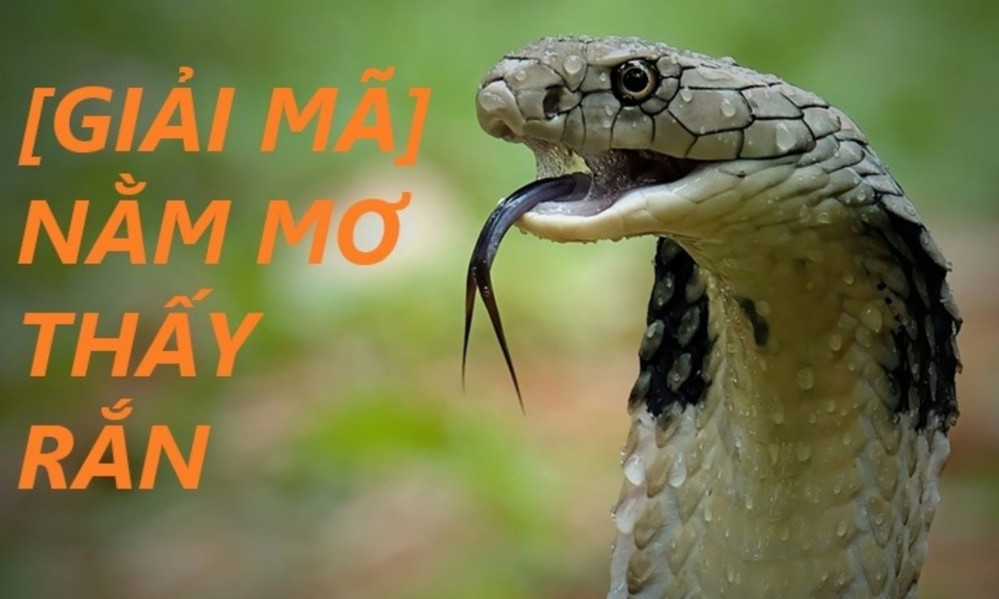 Giấc mơ có rắn hổ mang đánh con gì để trúng lớn?