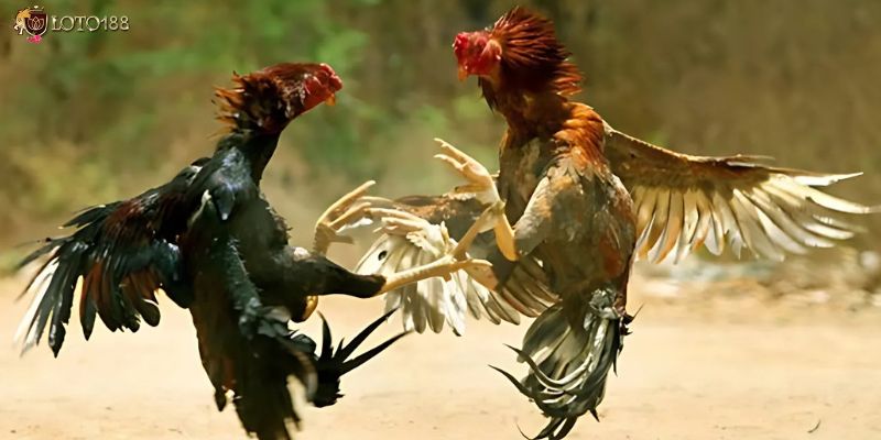 Giới thiệu trò chơi đá gà tại Loto188