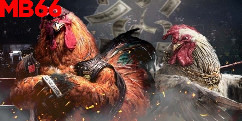 Hướng dẫn tham gia cá cược đá gà tại MB66 cho lính mới