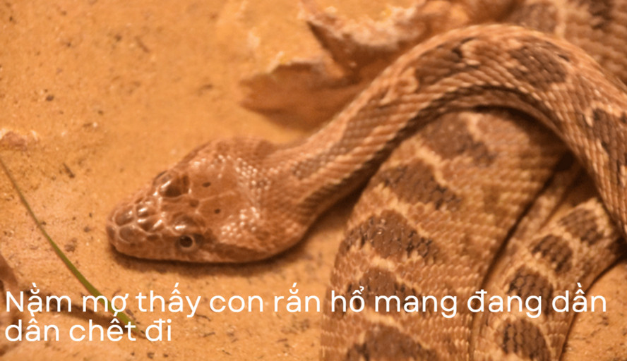 Luận giải chi tiết giấc mơ xổ số rắn hổ mang