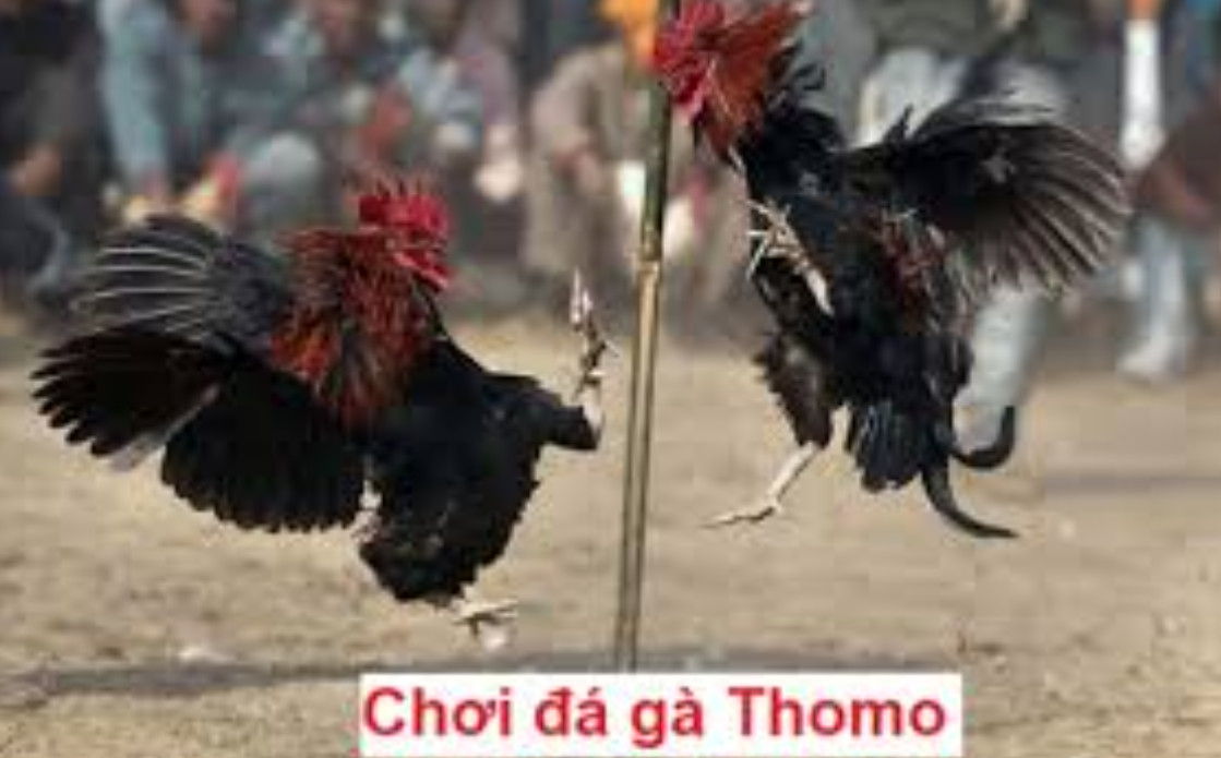 Giới thiệu đá gà Thomo tại ALO789