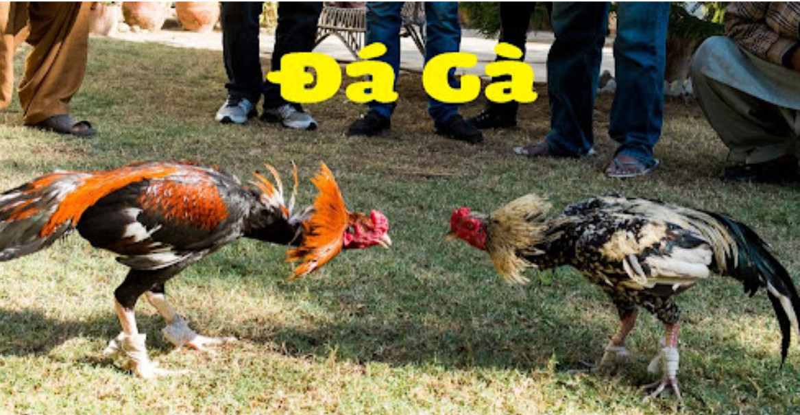 Ưu điểm khi xem đá gà tại nhà cái ALO789