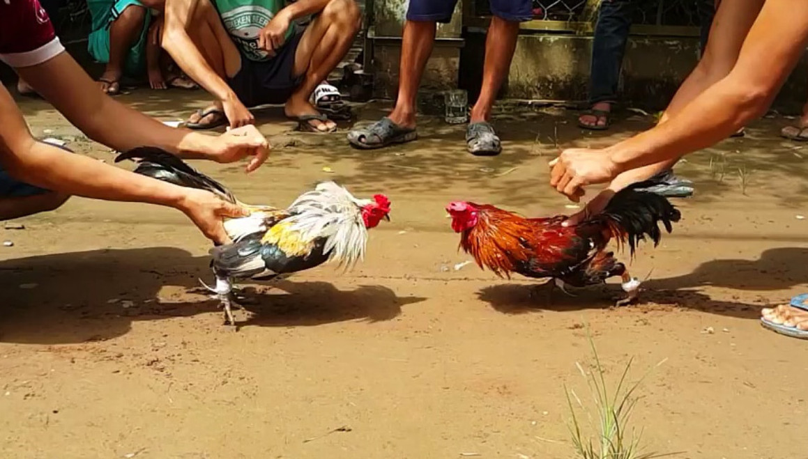 Các thể loại đá gà có tại nhà cái ALO789