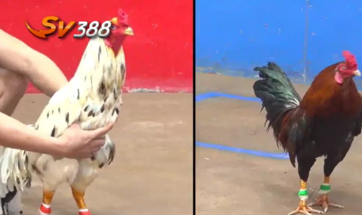 ợi ích cho người chơi SV388: