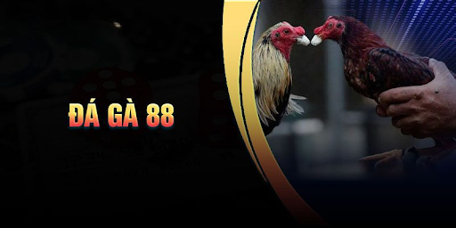 Lý do đá gà 88 thu hút đông đảo người chơi?