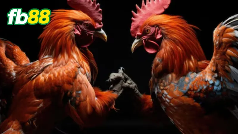 Tận hưởng các trận chọi gà kinh điển 